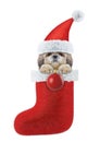 Shitzu dog with Christmas stocking and ball. Isolated on white Royalty Free Stock Photo