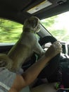 Shitzu dog driving car Royalty Free Stock Photo