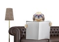 Shitzu dog with glasses reading newspaper with space for text on sofa in living room. Isolated on white Royalty Free Stock Photo