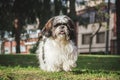 Shitzu dog looking straight ahead a little disheveled