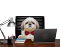 Shitzu dog manager is doing some work on the computer. Isolated on white Royalty Free Stock Photo