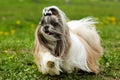 Shitzu dog runs Royalty Free Stock Photo