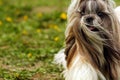 Shitzu dog runs Royalty Free Stock Photo