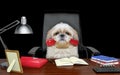 Shitzu dog sitting on leather chair with telephone in his mouth. Isolated on black Royalty Free Stock Photo