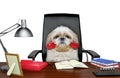 Shitzu dog sitting on leather chair with telephone in his mouth. Isolated on white Royalty Free Stock Photo