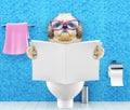 Shitzu dog sitting on a toilet seat with digestion problems or constipation reading magazine or newspaper Royalty Free Stock Photo