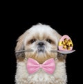 Shitzu dog with spoon and easter egg. Isolated on black Royalty Free Stock Photo