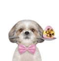 Shitzu dog with spoon and easter egg. Isolated on white Royalty Free Stock Photo