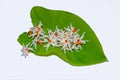 Shiuli flowers or night-flowering jasmine on taro leaves