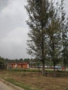 Shiva, Adiyogi statue tree