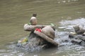 OLD INDIAN GOD MAHADEV IN RIVER