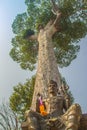 Shiva statue under big Dipterocarpus alatus tree bark, looking up. Dipterocarpus alatus also known as 'Yang Na' in Thai language Royalty Free Stock Photo