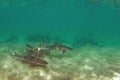 a shiver of leopard sharks swims in Monterey Bay National Marine Sanctuary. Royalty Free Stock Photo