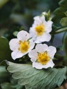 Closeup of white flower of fresh strawberry fruit in Japan Royalty Free Stock Photo