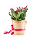 Shlumbergera cactus Royalty Free Stock Photo