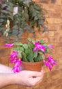 Shlumbergera - Christmas cactus in the hands Royalty Free Stock Photo