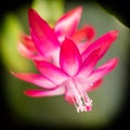 Shlumbergera flower Royalty Free Stock Photo