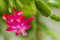 Shlumbergera Royalty Free Stock Photo