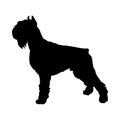 Shnauzer Dog Silhouette Royalty Free Stock Photo