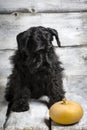 Shnauzer puppy sit on white backround. Young zwergschnauzer. Black dog Royalty Free Stock Photo