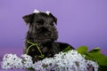 Shnauzer puppy sit on white backround. Young zwergschnauzer. Royalty Free Stock Photo