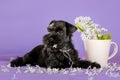 Shnauzer puppy sit on white backround. Young zwergschnauzer. Royalty Free Stock Photo