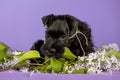 Shnauzer puppy sit on white backround. Young zwergschnauzer. Royalty Free Stock Photo