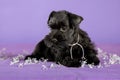 Shnauzer puppy sit on white backround. Young zwergschnauzer. Royalty Free Stock Photo