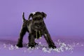 Shnauzer puppy sit on white backround. Young zwergschnauzer. Royalty Free Stock Photo