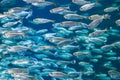 Shoal of alewives in an aquarium tank