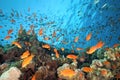 Shoal anthias fish on the coral reef