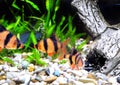 Shoal of aquarium fish-Barbus