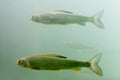 Shoal of Arctic Grayling (Thymallus arcticus)