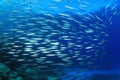 Shoal of Barracuda Royalty Free Stock Photo