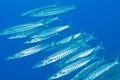 Shoal of barracuda underwater Royalty Free Stock Photo