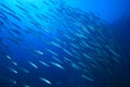 Shoal of Barracudas Royalty Free Stock Photo