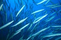 Shoal of Barracudas Royalty Free Stock Photo