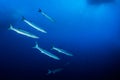 Shoal of barracudas Royalty Free Stock Photo