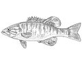 Shoal bass or Micropterus cataractae Freshwater Fish Cartoon Drawing Royalty Free Stock Photo