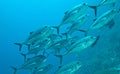 Shoal of bigeye trevally underwater