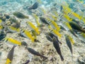 Shoal of black and yellow fish