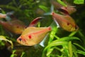 Shoal of bleeding heart tetra, Hyphessobrycon socolofi, popular Royalty Free Stock Photo