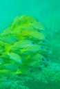 Shoal of Bluestripe snapper fish