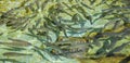 Shoal of Brown trout, Salmo trutta