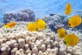 Shoal of butterfly fish Royalty Free Stock Photo