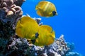 Shoal of butterfly fish Royalty Free Stock Photo