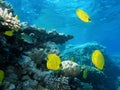 Shoal of butterfly fish Royalty Free Stock Photo