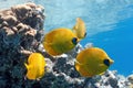Shoal of butterfly fish on the reef Royalty Free Stock Photo