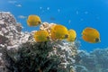 Shoal of butterfly fish on the reef Royalty Free Stock Photo