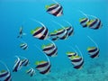 Shoal of butterflyfishes Royalty Free Stock Photo